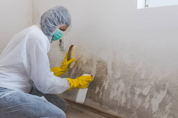 Shelbyville, TN Mold Removal Services Company